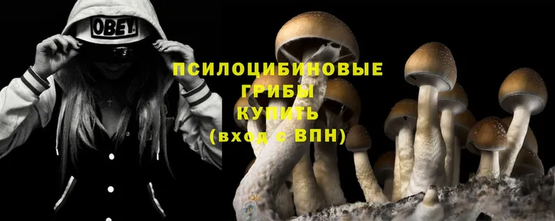 Галлюциногенные грибы Psilocybine cubensis  цена   Куртамыш 